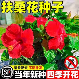 扶桑花种子四季易开花包赔夏季驱蚊虫重瓣大花朱槿牡丹芙蓉花种籽