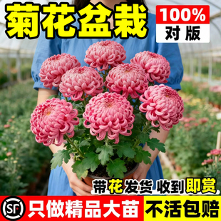 菊花盆栽特大苗带花苞耐寒四季白色菊祭国华九月千头菊花卉绿植物