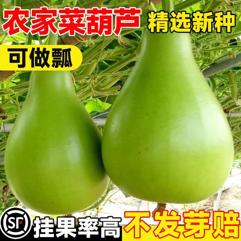 春播农家菜葫芦种子大瓢葫芦种籽可食用可做瓢观赏农家庭院瓠瓜孑