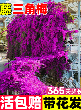 三角梅盆栽带花爬藤植物花卉多色重瓣老桩庭院耐寒三角梅四季开花