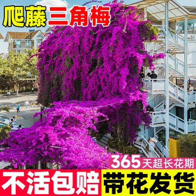 浩初三角梅花卉阳台四季美观其他