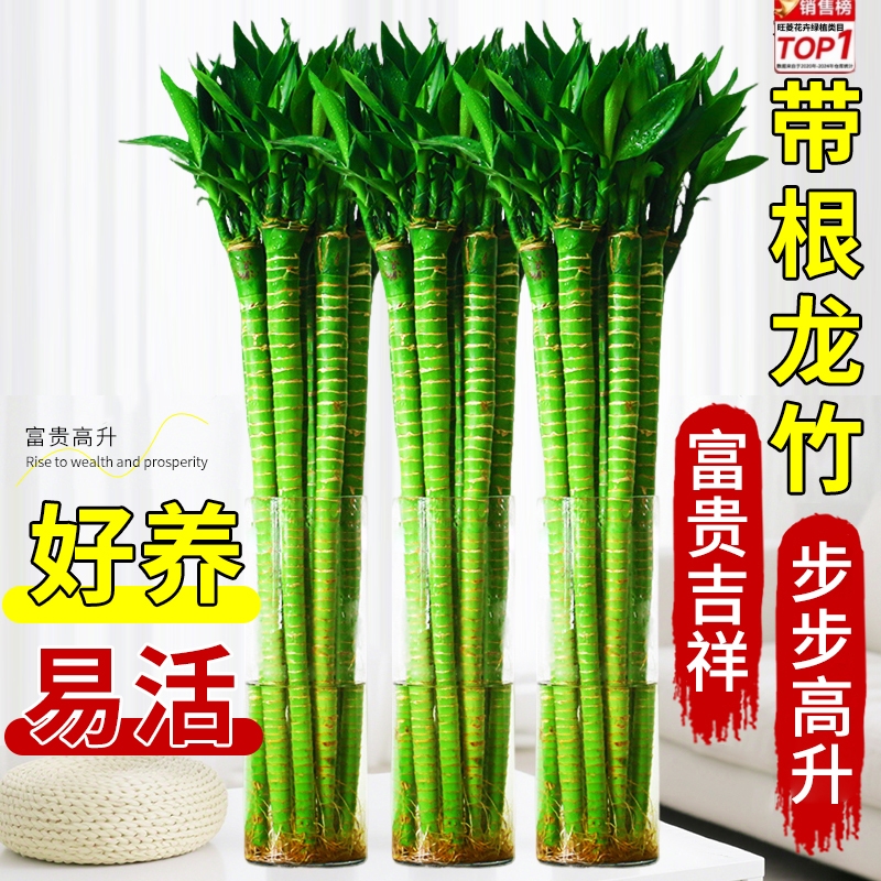 文昌竹龙竹观音竹带根转运竹