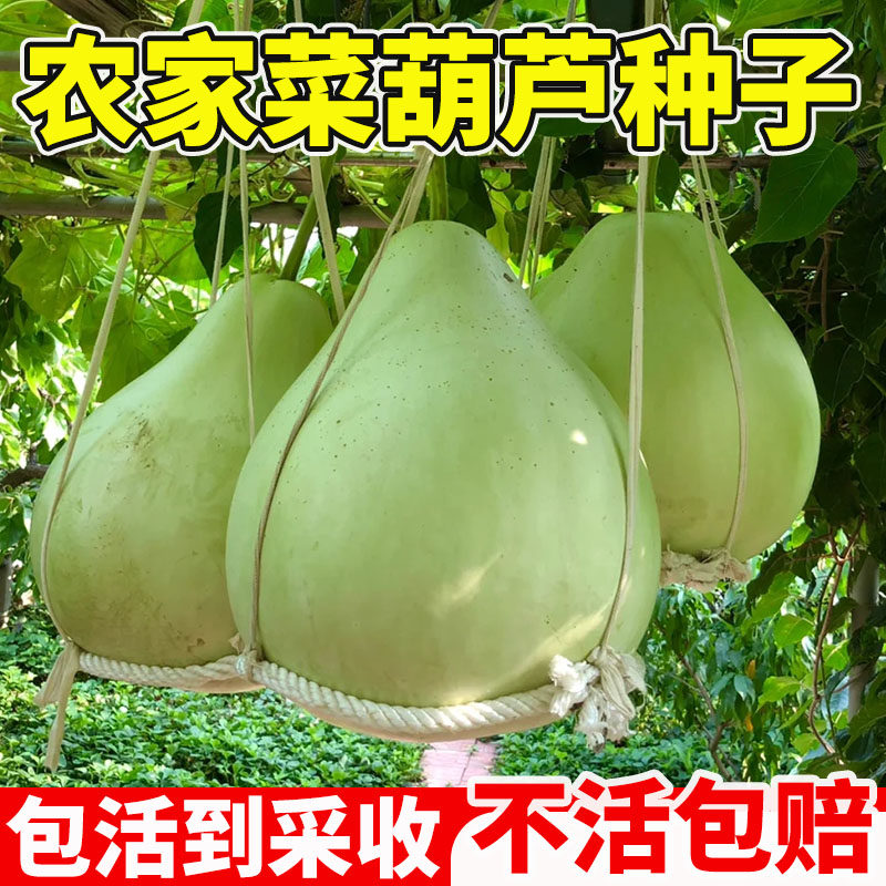 农家菜葫芦种子可食用瓠瓜种籽早熟高产庭院种籽抗病菜葫芦蔬菜籽