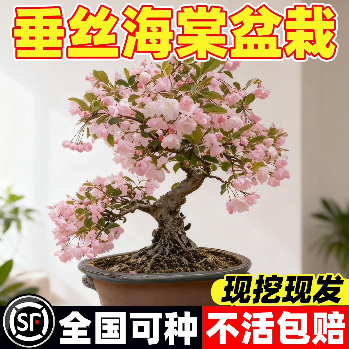 垂丝海棠花树苗盆栽绿植室内花卉