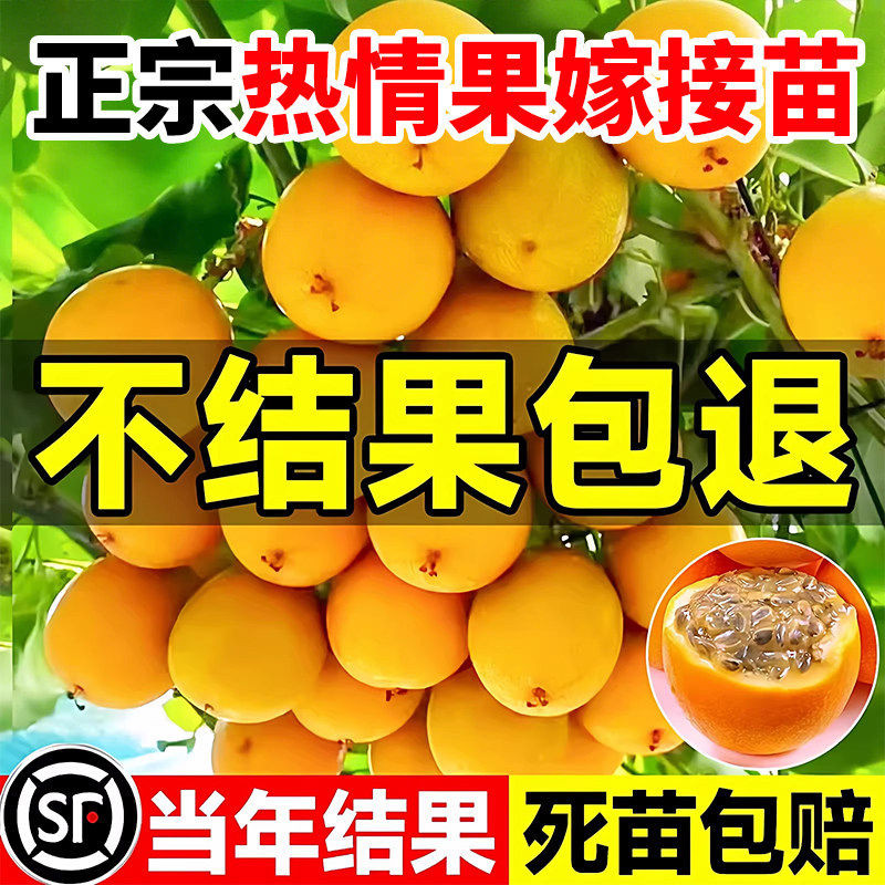 钦蜜9号百香果庭院地栽爬藤苗南方盆栽新品种哥伦比亚热情果树苗