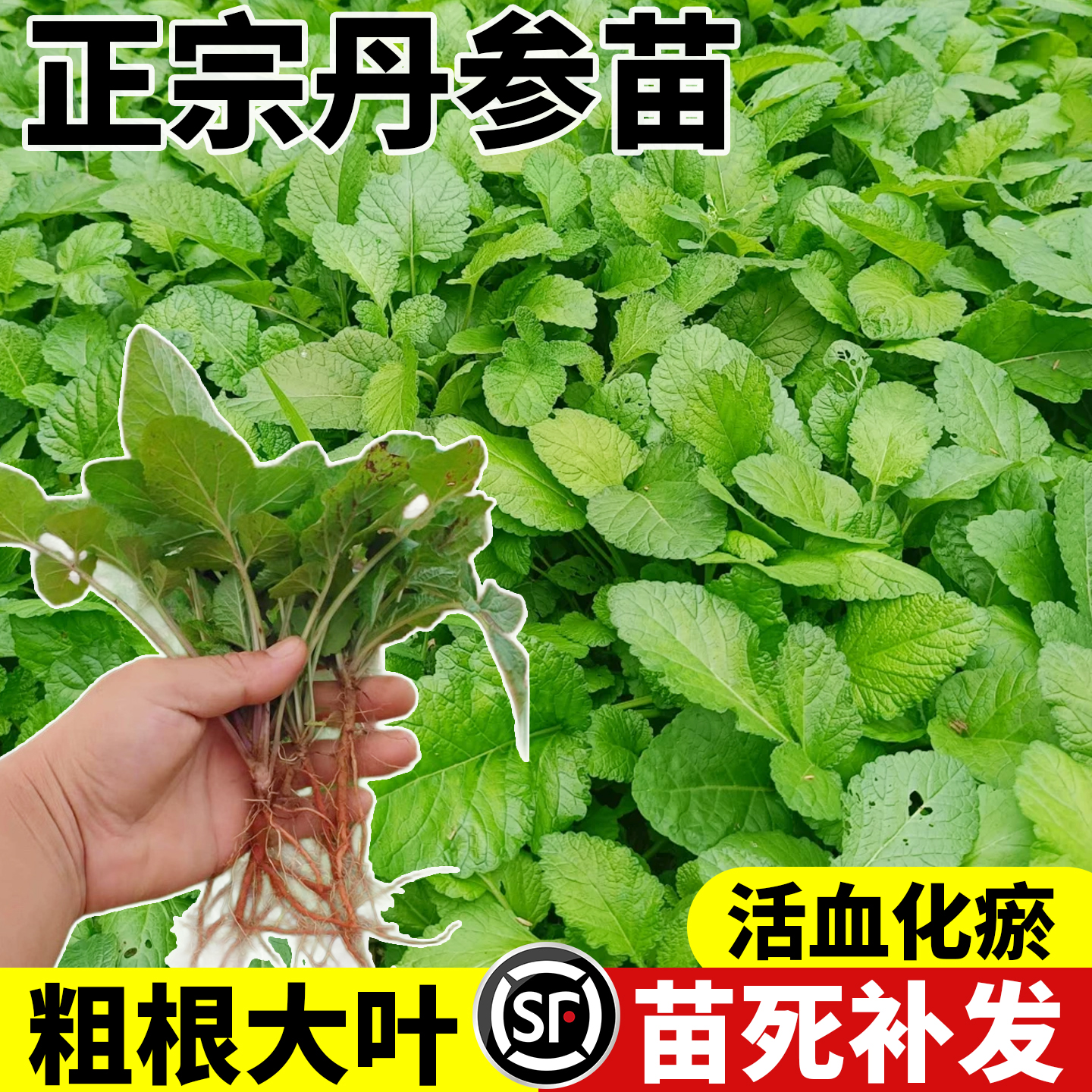丹参种植苗四季种植盆栽地栽药材
