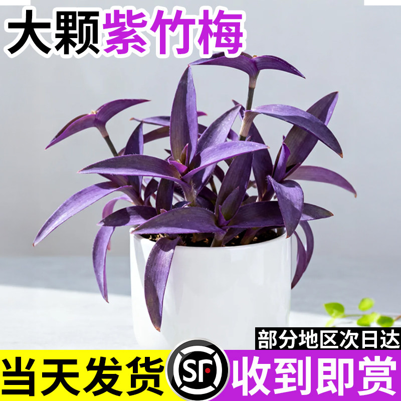 紫竹梅盆栽四季好养紫罗兰油画婚礼吊兰水培植物办公室内桌面绿植