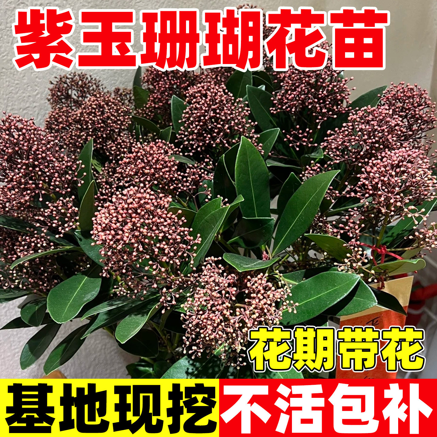 紫玉珊瑚盆栽大苗多年生木本室内年宵花卉阳台绿植耐荫花期长植物