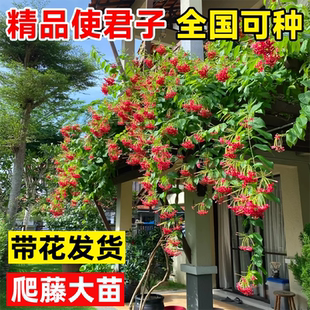 使君子花苗爬藤植物重瓣带花苞室内外水君子庭院耐热驱蚊花卉绿植