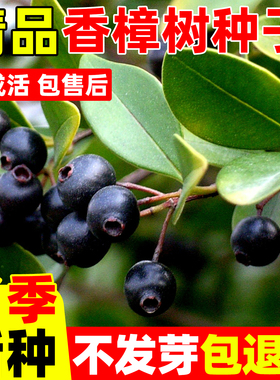 香樟树籽绿化行道新采樟树种子四季青树种大叶小叶香樟籽四季种植