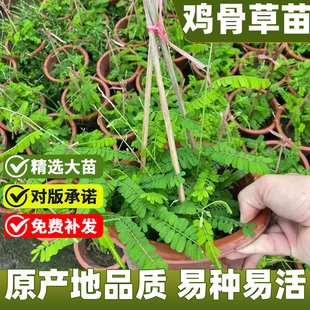 鸡骨草中草药材本正宗广西鸡骨草苗带土发货绿植盆栽药材相思子草