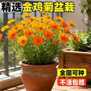 金鸡菊盆栽多年生进口小闹钟耐热耐冻阳台庭院花园爆多花美化花卉