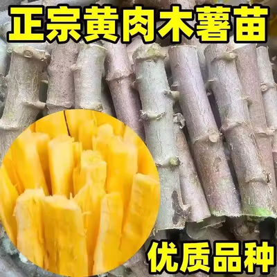 广西木薯种苗黄肉面包茎杆大苗