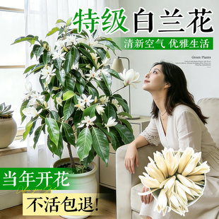 白兰花大树苗玉兰花开花卉绿植物带花苞矮化老桩盆栽紫黄角兰好养