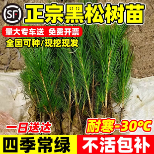 黑松树苗雪松白皮松小苗庭院园林工程绿化风景大树四季植物松树苗