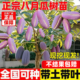 优质无籽八月瓜树苗当年结果南北方种植易存活品种纯品质佳长势好