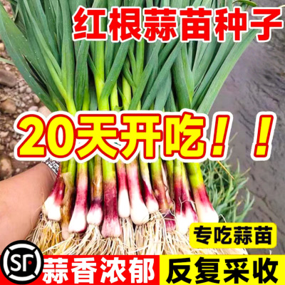 红根蒜苗种子大蒜种籽多季宽叶蒜