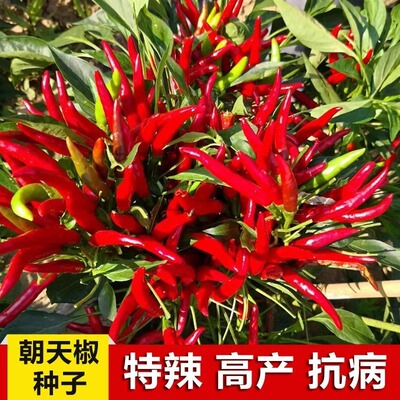 朝天椒种子超辣小米青早熟
