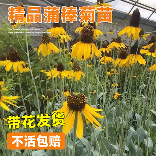 蒲棒菊盆栽搭配地栽花树苗观花宿根耐寒背景大花金光菊苗花镜植物