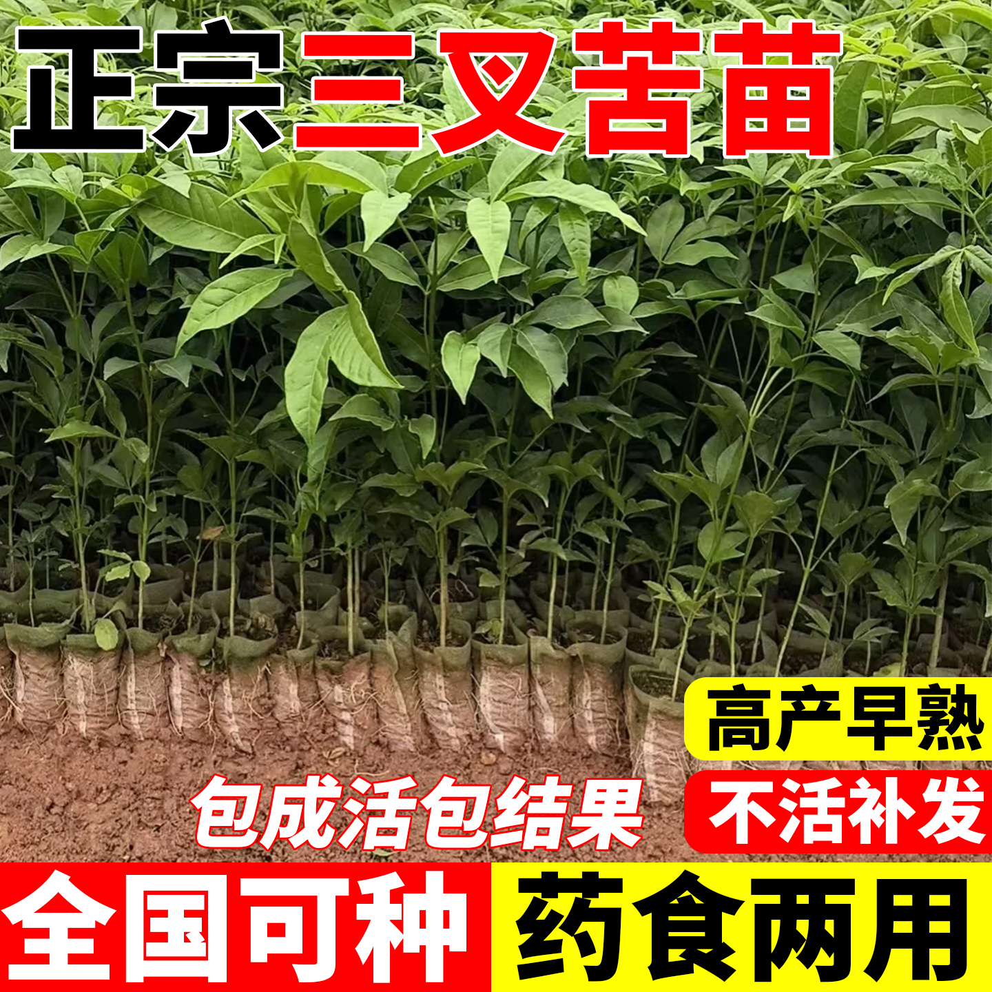 广西正宗三叉苦枝叶苦木苗三叉虎