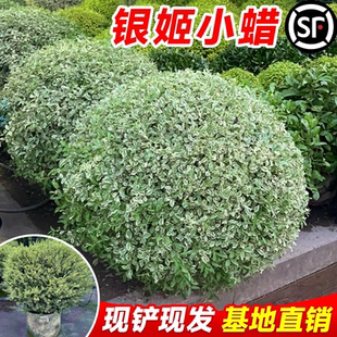 银姬小蜡球花境色块绿化耐寒花叶女贞银姬水蜡大杯苗彩叶庭院花园