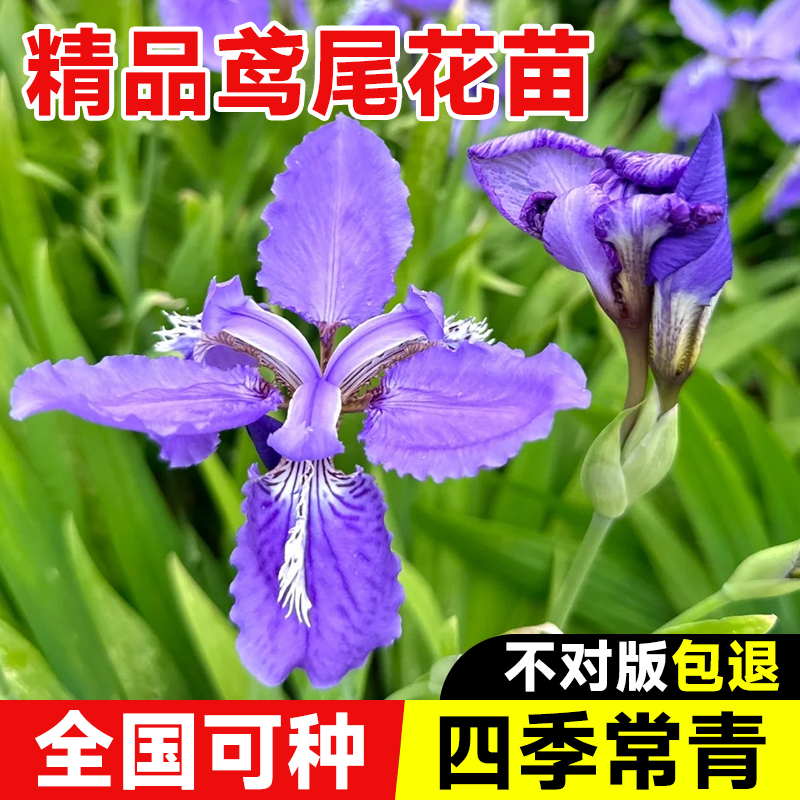 鸢尾盆栽德国蓝花鸢尾花苗庭院别墅喜阴耐寒蝴蝶兰花苗盆栽植物苗