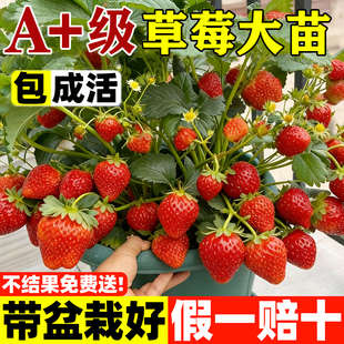 草莓苗秧四季结果盆栽种子穴盘苗奶油特大号优质批发玄玉红颜隋珠