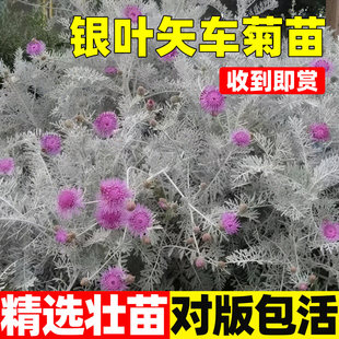 银叶粉花矢车菊盆栽银色耐寒花卉银叶菊银羽阳台庭院盆栽花镜植物
