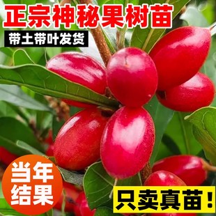 神秘果苗神秘果树苗变味果树苗南北方种植盆栽地栽四季神秘果种苗
