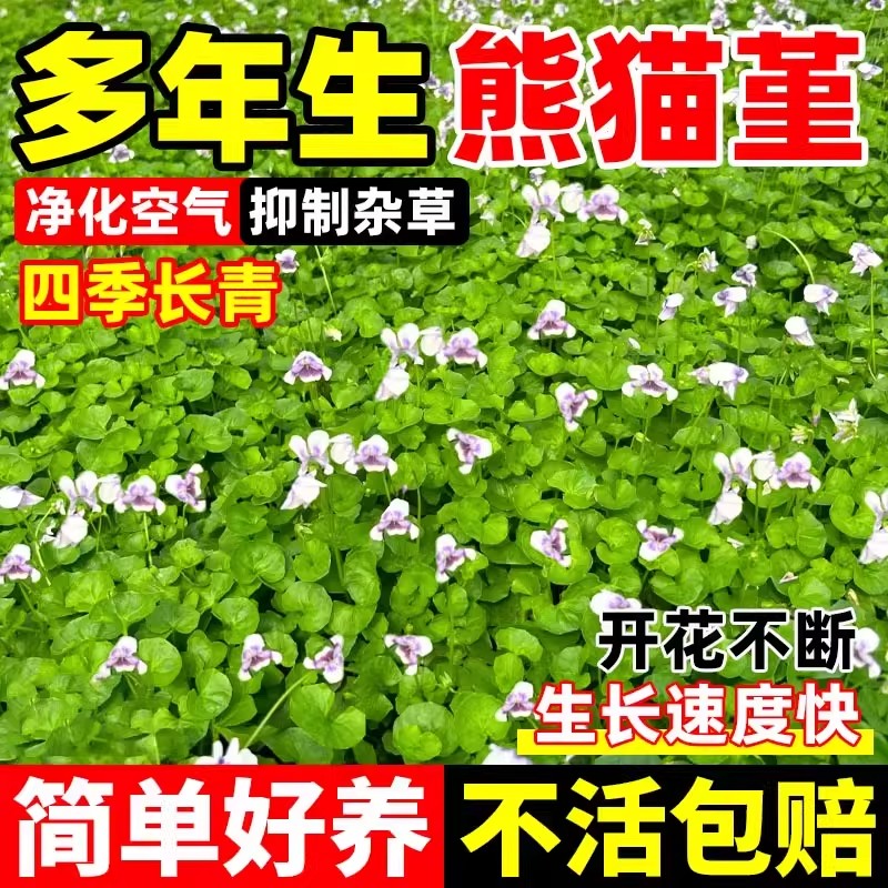 多年生熊猫堇花苗宿根地被垂吊植