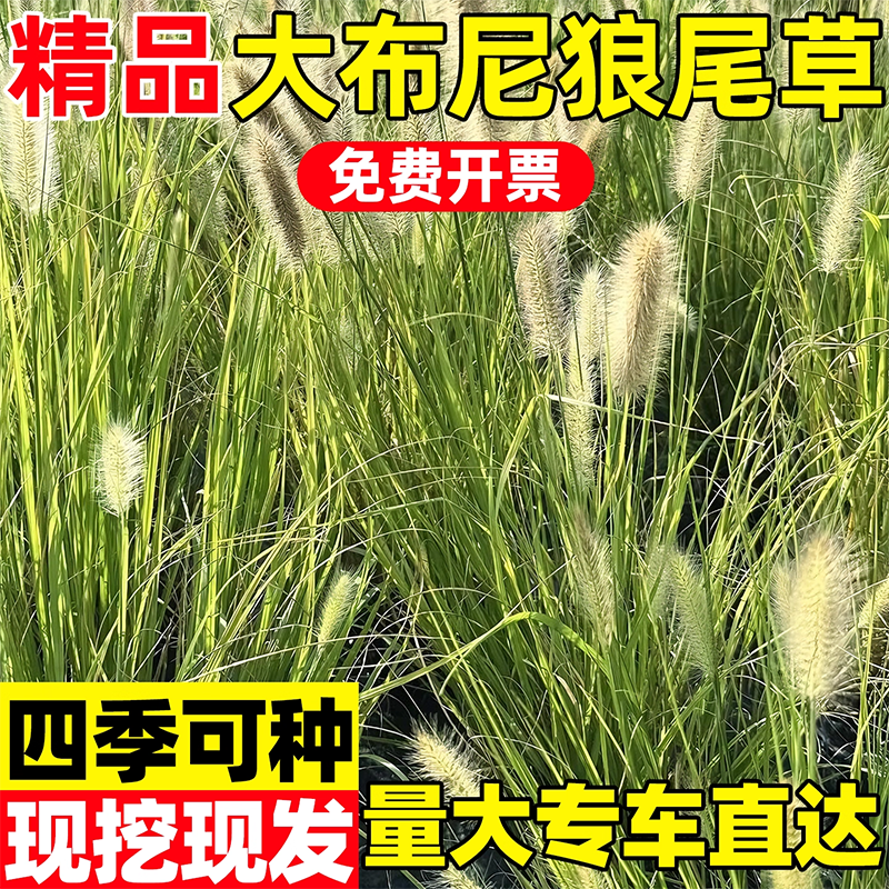 大布尼狼尾草东方狼尾草绿化小兔子狼尾草工程苗木观赏草花境植物