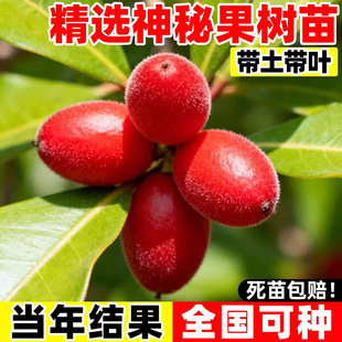 神秘果苗神秘果树苗特大南方北方种果树苗可带果发货当年结果盆栽