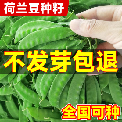 荷兰豆种籽植早熟高产蔬菜种