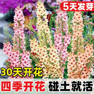 毛蕊花种子耐寒多年生线性花卉切花阳台盆栽花镜花期长丰花牛耳草