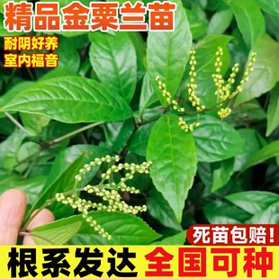 金粟兰苗阳台庭院盆栽黄珠兰花苗鸡爪兰四季常青绿植淡香清雅幽香