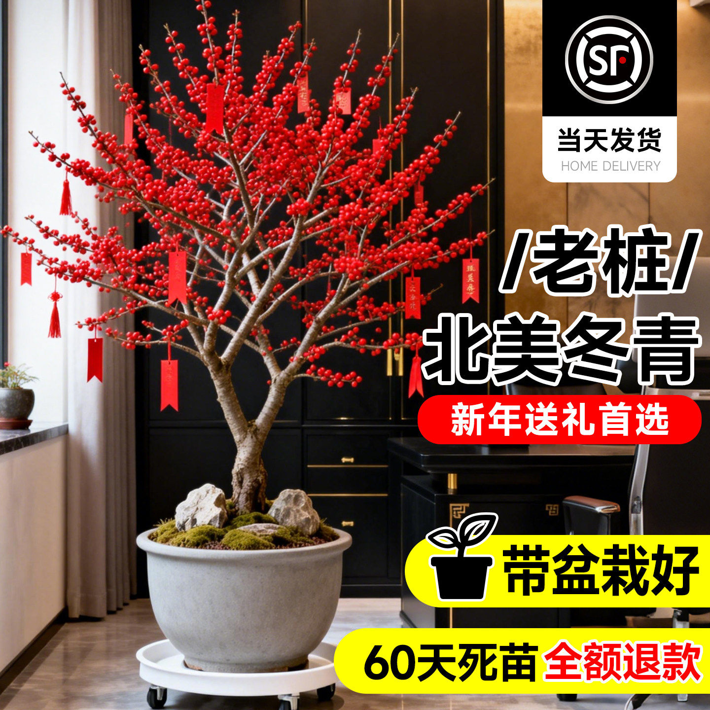 进口北美冬青红果真花带果盆栽喜庆绿植大型老桩办公室内年宵花卉