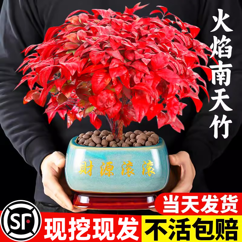 火焰南天竹盆栽客厅室内绿植特级