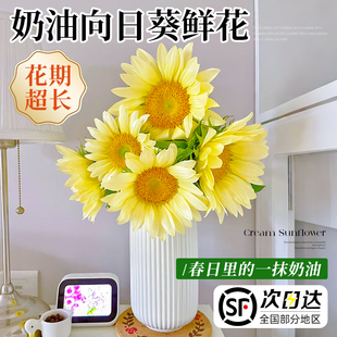奶油向日葵鲜花插花超长花期花束云南基地直发顺丰次日达家用鲜切