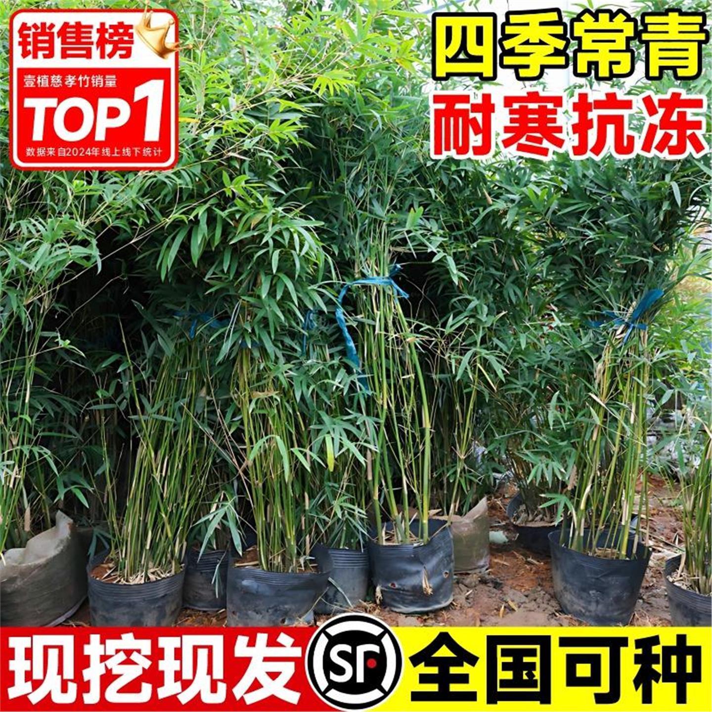 凤尾竹米竹造景丛生绿植好养盆栽