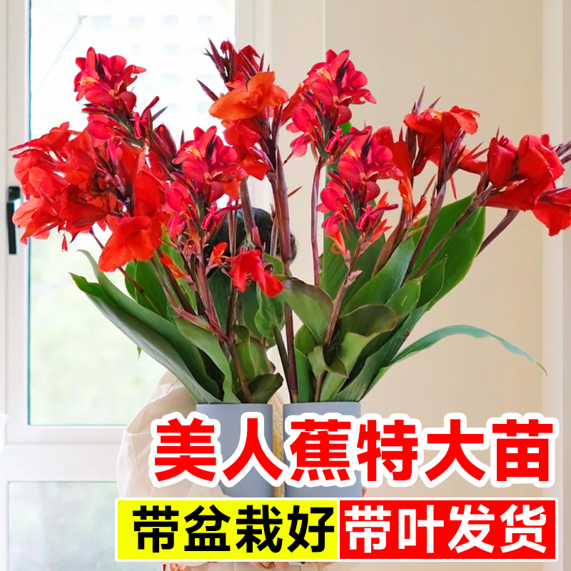 美人蕉花小苗多季开花绿植物庭院