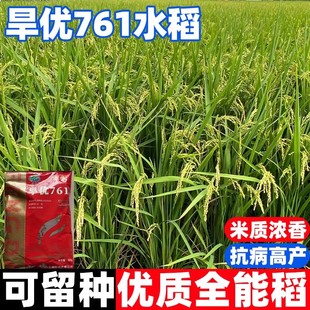 旱优761旱稻种子香谷稻子家用高产优质水稻种籽高产东北大米糯米
