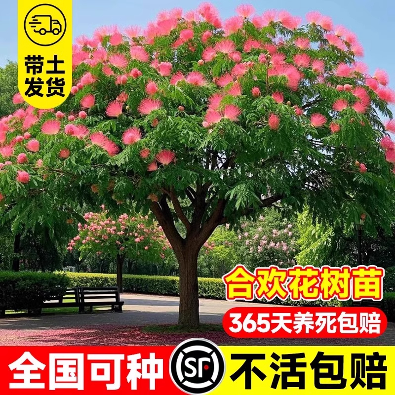 合欢花树苗庭院风景树木绒花树耐