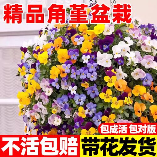 角堇花苗盆栽阳台三色角堇褶皱边