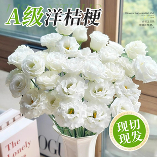 洋桔梗鲜花办公室水培鲜切花云南基地直发水养花束家用插花次日达