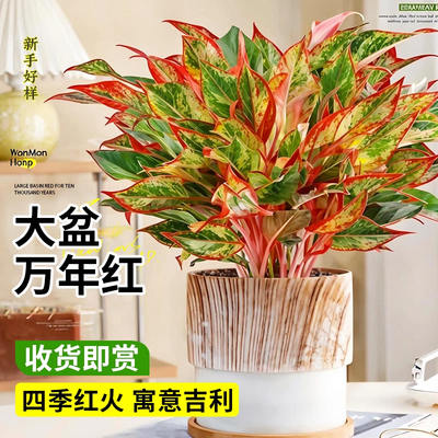 大盆万年红盆栽花卉植物吉利红如