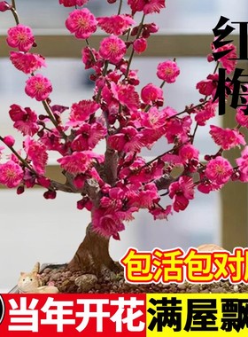 梅花盆栽树苗老桩盆景阳台庭院原生红梅大花浓香花卉耐寒四季腊梅