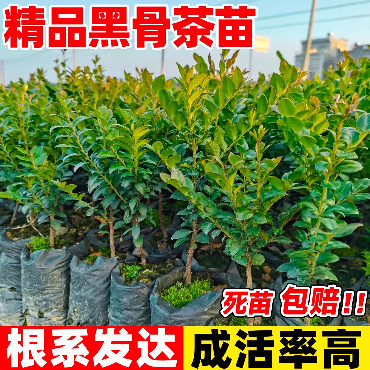 黑骨茶树苗盆栽阳台室内外四季常青绿植好养台湾小叶紫檀树苗盆景