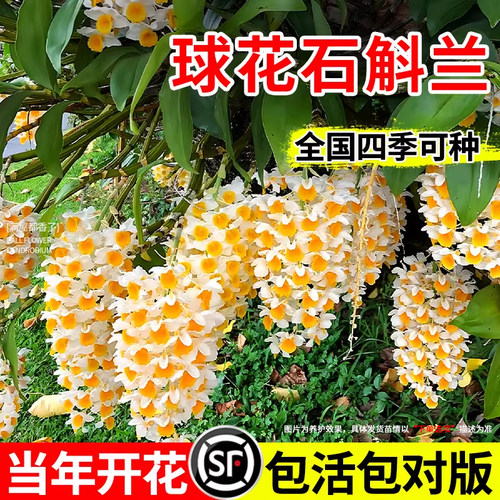 石斛兰盆栽球花石斛苗花卉洋兰花