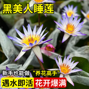 黑美人睡莲根块无土水培植物迷你微型家养小睡莲名贵浮萍花卉绿植