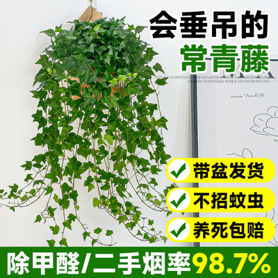 常春藤盆栽室内客厅除甲醛净化空